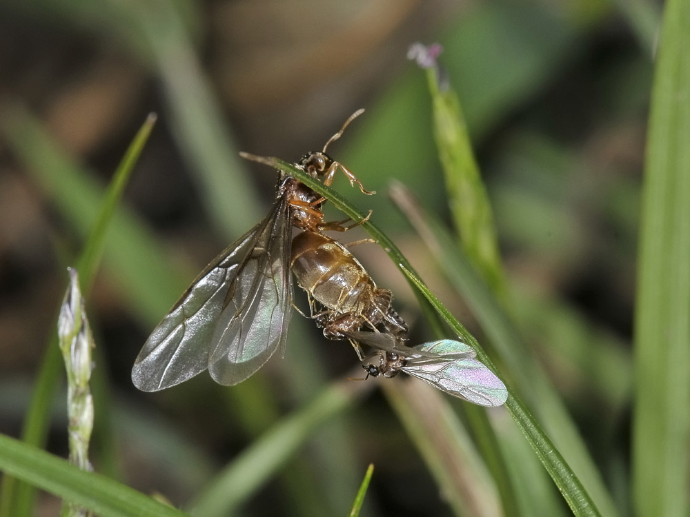 Lasius sp. Copula e dismissione dell''abito nuziale